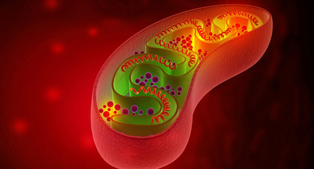 Cell mitochondria anatomy. 3d illustration