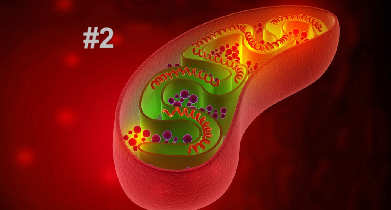 Cell mitochondria anatomy. 3d illustration