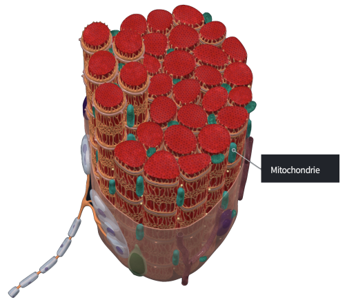 Ukázka svalu obsahující mitochondrie